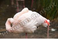 Body texture of pink flamingo 0004